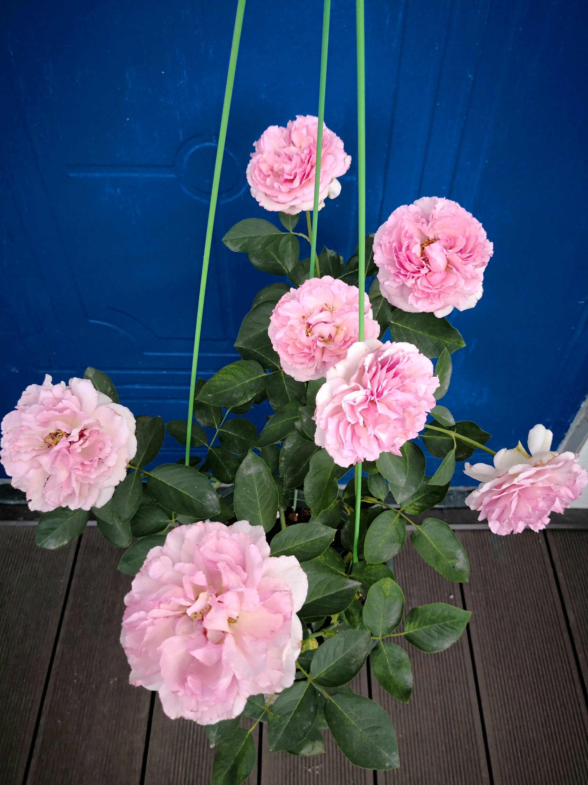 月季伊芙一号怎么养小技巧「精心整理」 -骁龙网