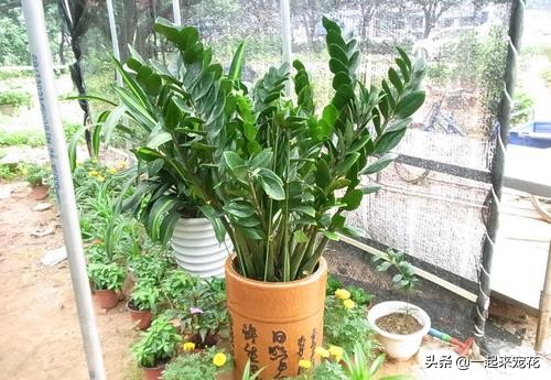 2种“镇宅树”，长得漂亮寓意好，养10盆都不多！