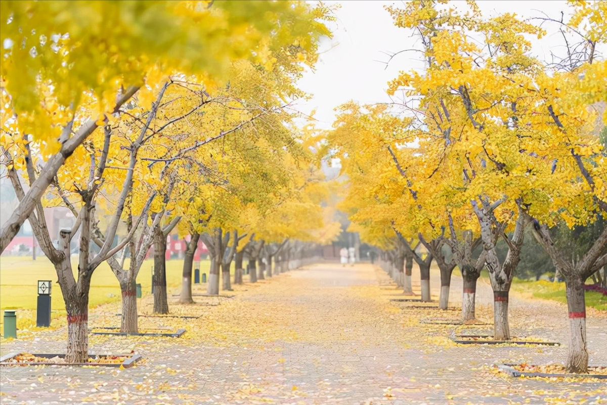 放假通知！河南这些高校的寒假时间统一提前，学生们欢呼雀跃