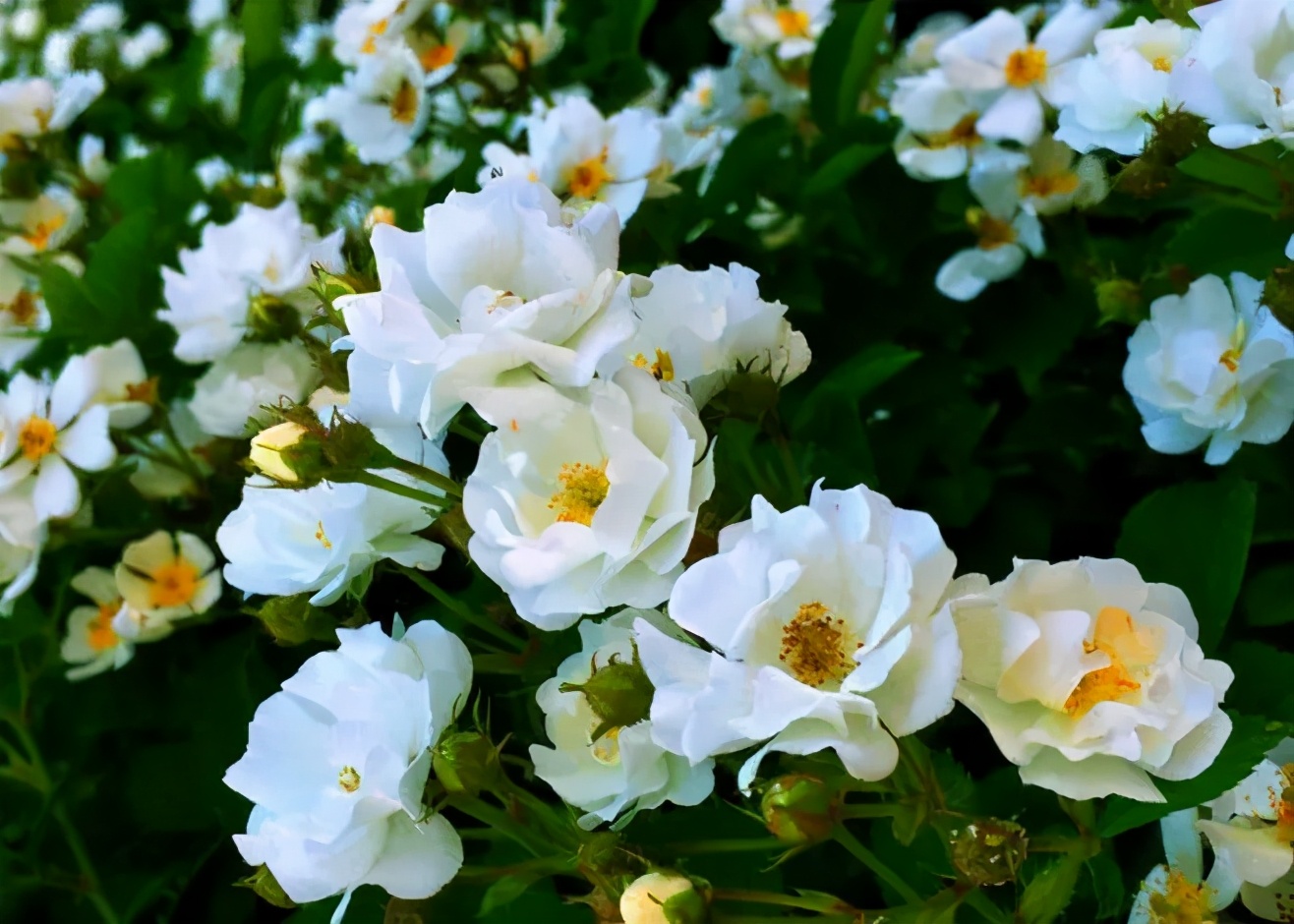 夏等百花开，芬芳已入怀