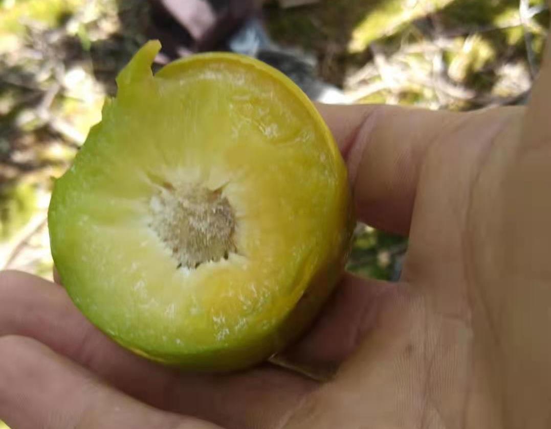 蜂糖李落花落果多,记住1个保花保果小配方,李子花壮果多