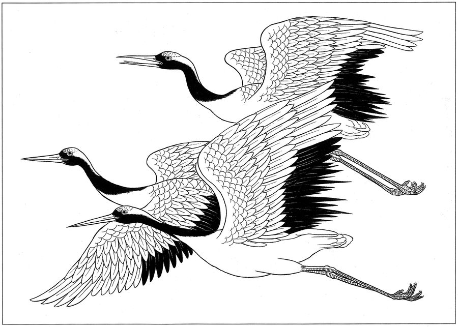 白鹤画法图片