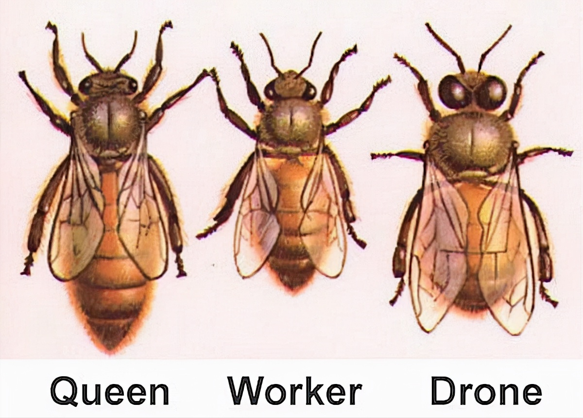 不过好在剩下的3只蜂王疯狂繁殖后代,大约34天左右就繁殖出了一万只