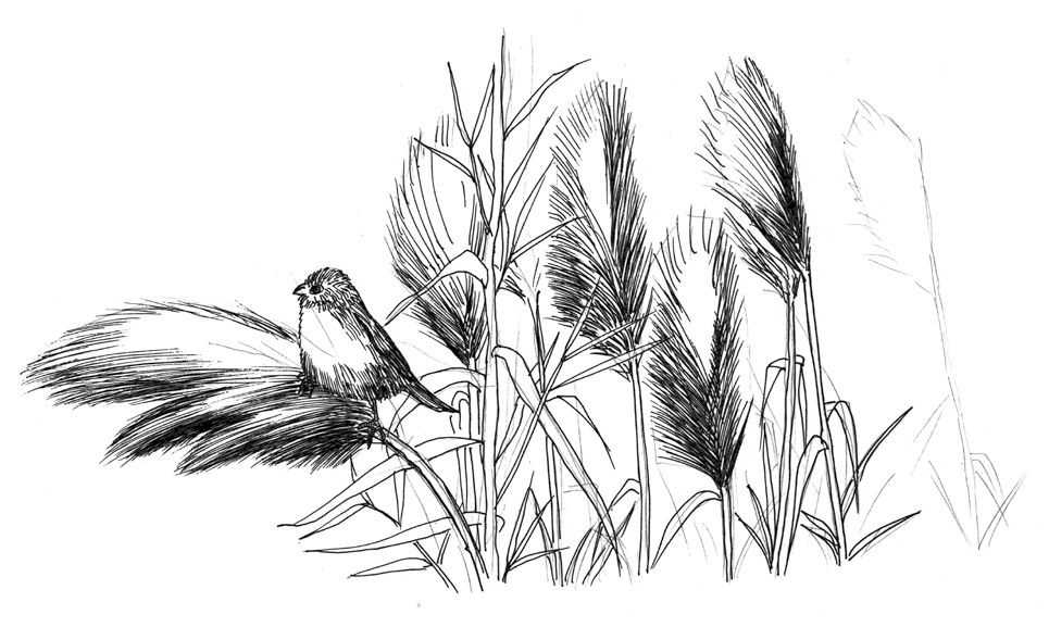 听说你不会画芦苇钢笔画，视界教你画芦苇，简单易学，快来临摹