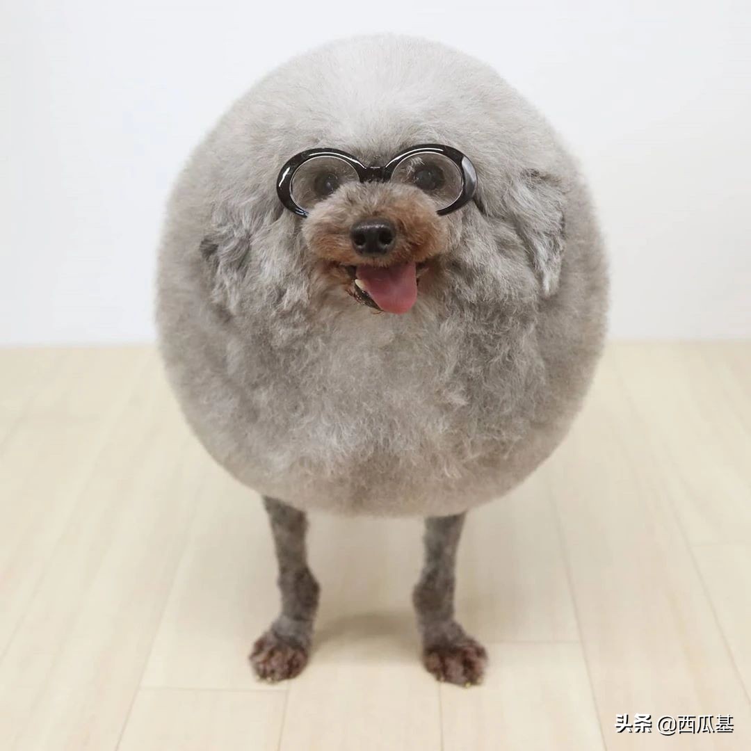 贵宾犬造型都有哪些(贵宾犬最新流行的发型集锦)