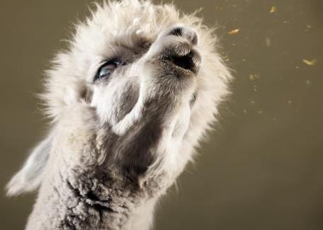 羊驼为什么会冲人吐口水