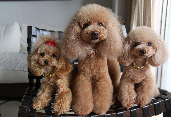 这5种狗狗，它们是“狗中贵族”，吉娃娃也算？