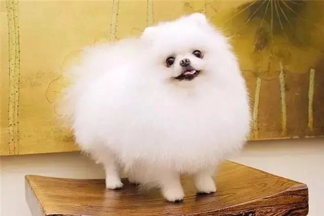 宠物小百科——博美