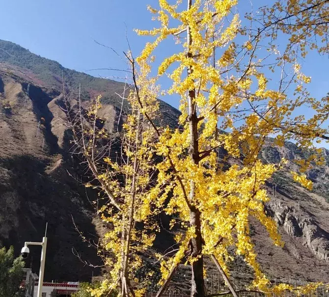 四川民族学院落户泸定！而我们却把青春留给了姑咱的风和大渡河！