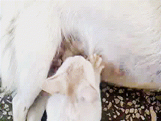 真的会有不会踩奶的猫吗？小猫咪踩奶的7种情况，主人快来了解