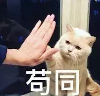 新手第一次养猫,选择英短还是美短呢?总算搞清楚了