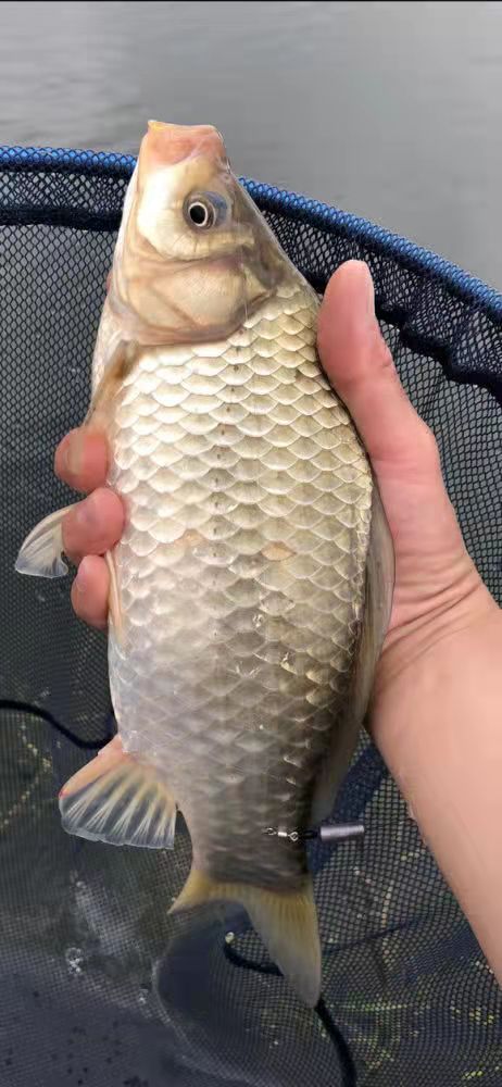 全网公认的四大天然钓饵，你都知道么？