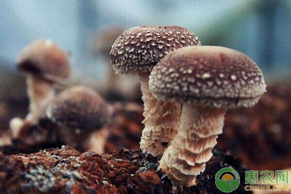 种植课堂：香菇春季种植管理要点