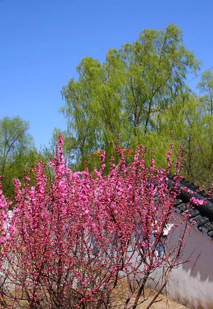 春天有哪些景物 春天是什么的季节填空-诚智百科网