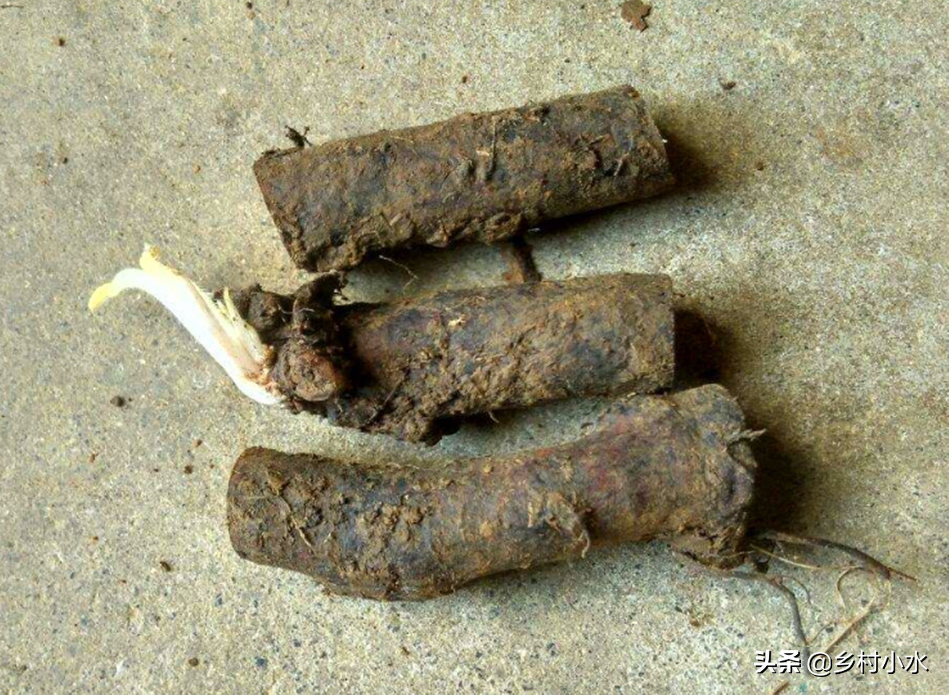 畝產(chǎn)30噸，俄羅斯飼料菜號(hào)稱“飼草之王”，種植一次可以收割10年