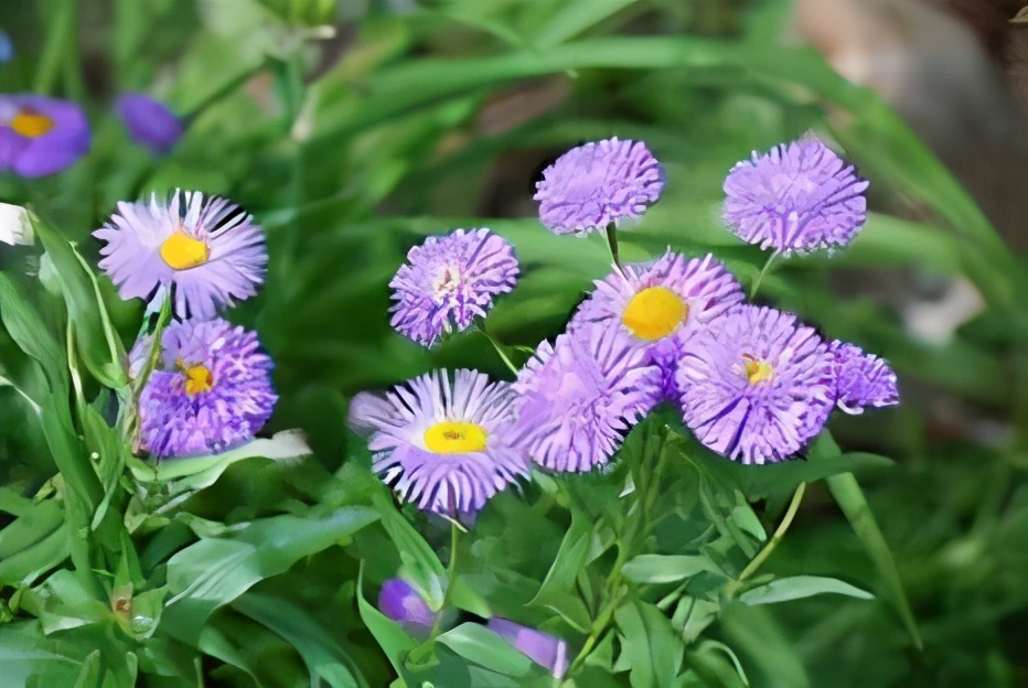 专属生日花 花语查询,反映性格和爱情?快来看看您的准不准