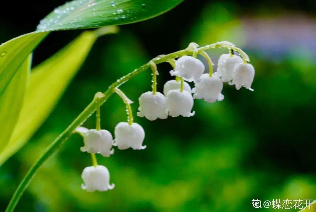 鈴蘭花圖片,鈴蘭花圖片 唯美