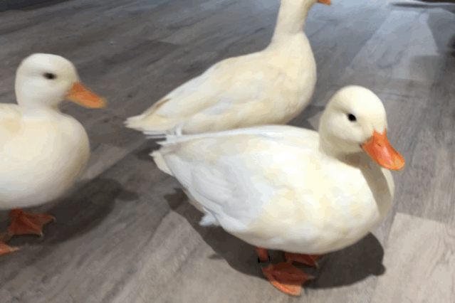 639_426gif 动态图 动图