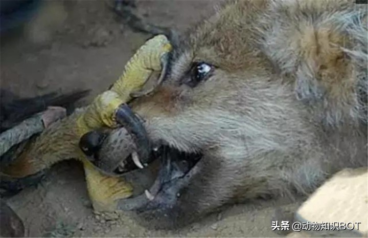 中国境内的“万鹰之王”——金雕，能单杀野狼，叼着山羊飞