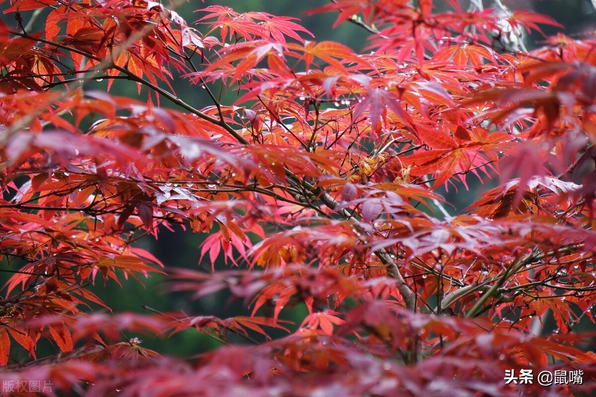 《列子》原文 译文（二）
