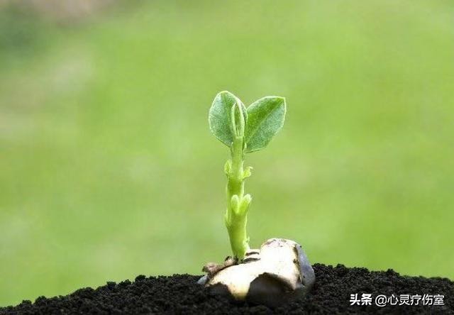 适合猪猪女孩的可爱句子