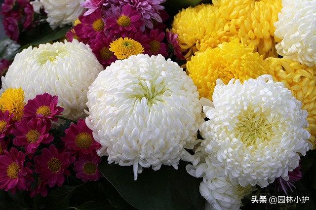 红色菊花代表什么意思（不同品种的菊花花语）