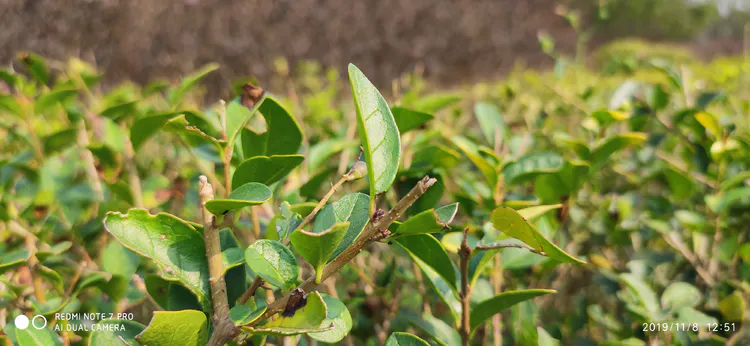 陪你一起看湖北省广水一中①——走进植物王国