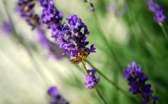 薰衣草中遇浪漫，馥郁香气等爱情