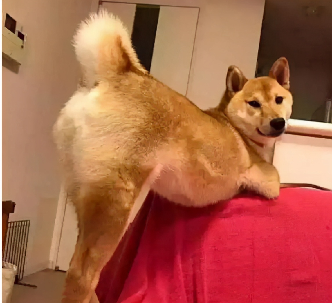 柴犬做出"撅屁股"的姿势,有什么含义?