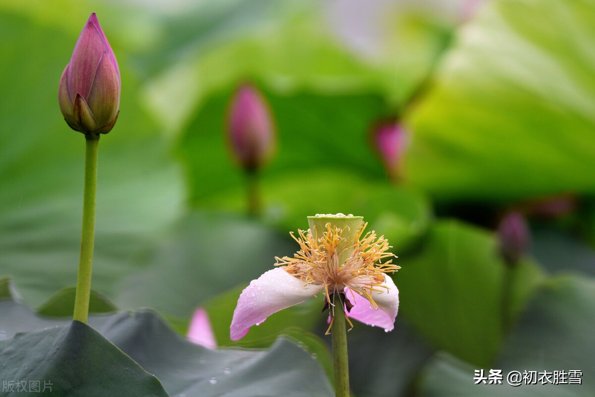 赏读李渔荷花两篇：冷然一阵荷香过，是花是叶，分他不破