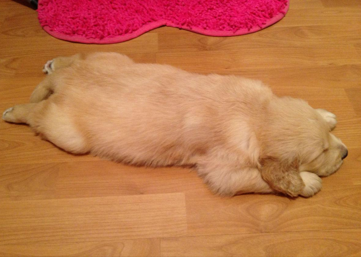 关于狗狗睡觉姿势说说(搂着狗狗睡觉的说说) _晶羽文学网