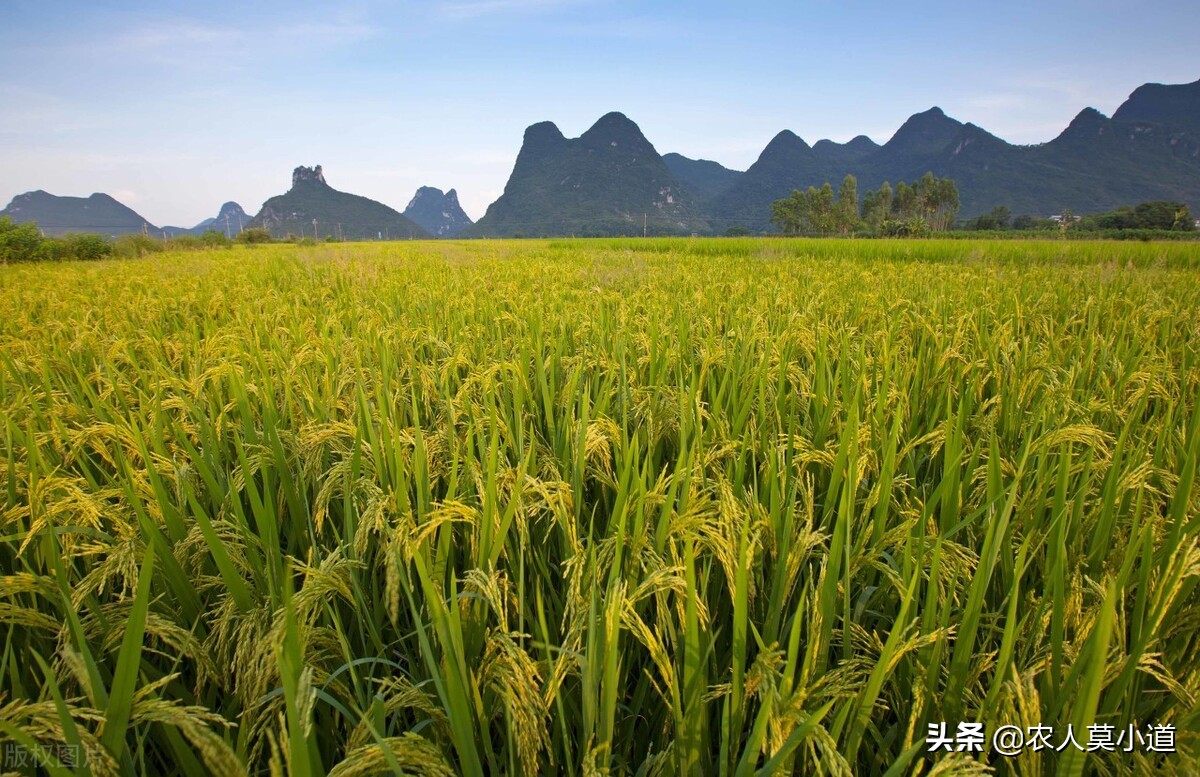 农村里面种植粮食，相对应的粮食补贴你拿到了吗？有什么要求呢？