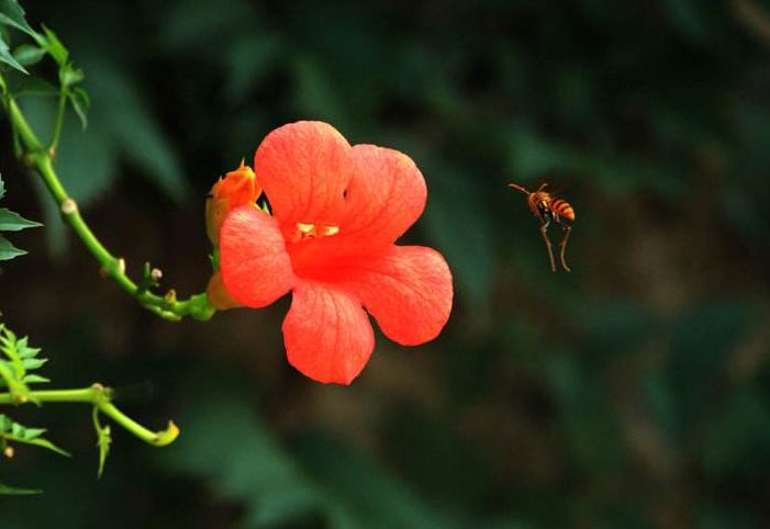 「诗词鉴赏」凌霄花 | 人生何曾都如意 弱质未必不凌天