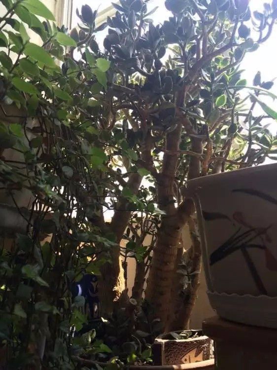 大客厅摆这10种大型绿植,叶子常年翠绿,还不用经常打理