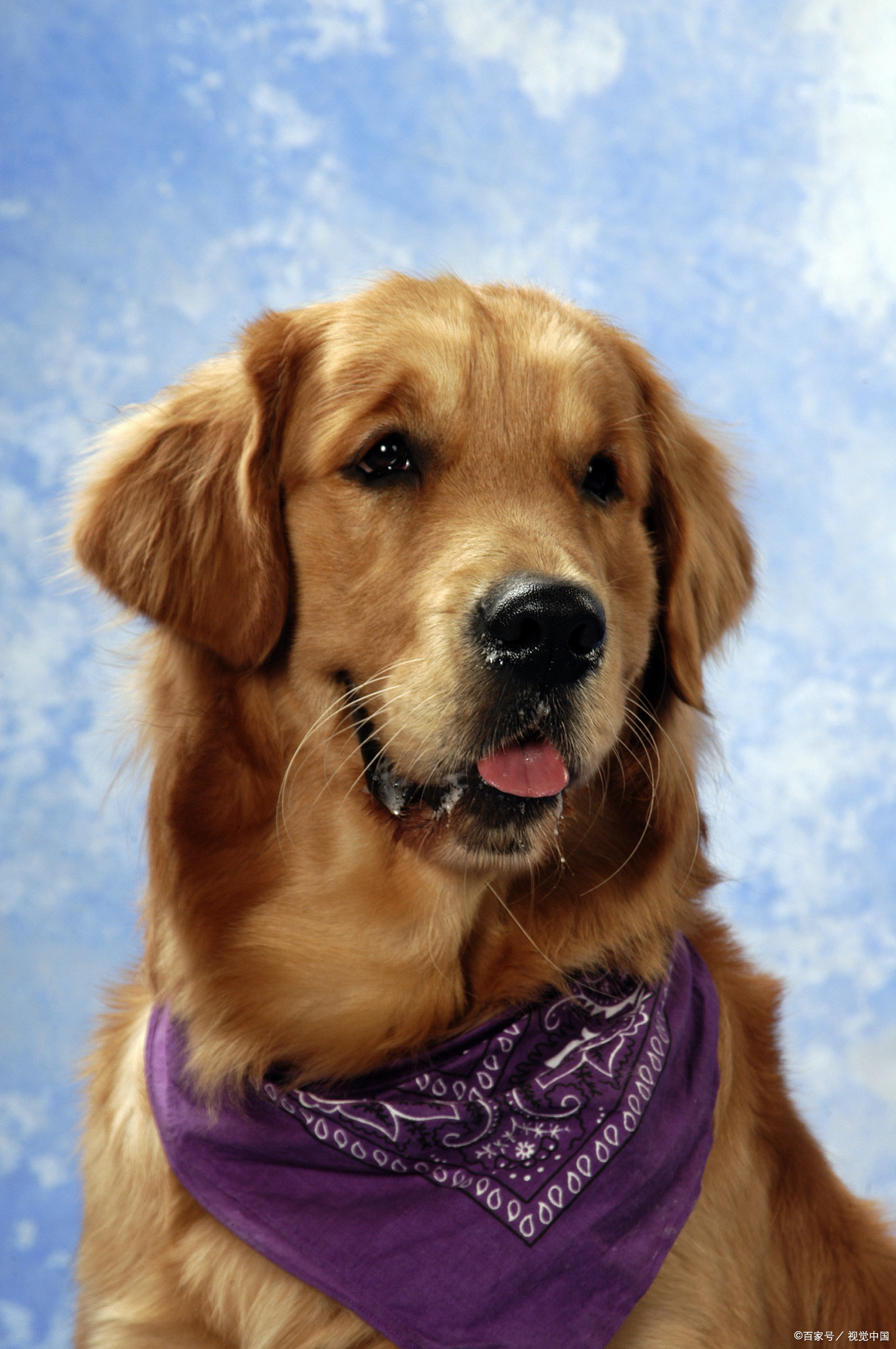 小学英语双语作文写作练习系列之一只汪汪叫的狗狗