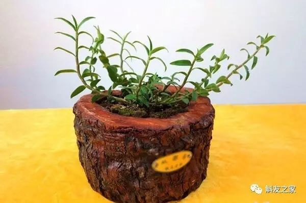 种石斛兰的植料，原来这样配比种一盆活一盆…