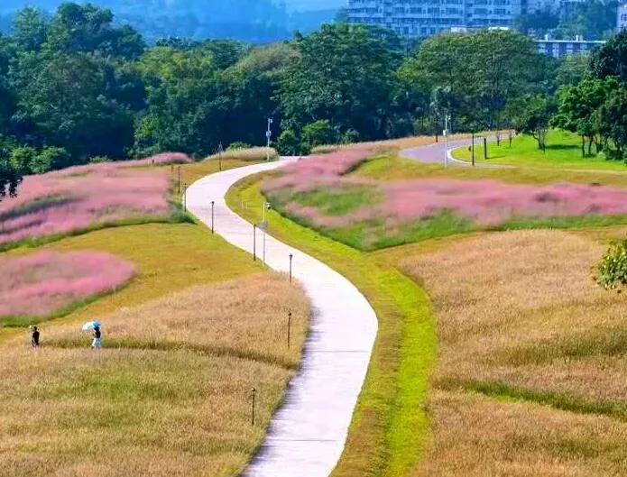 深圳十大免费花海公园推荐：特色美景零门票畅游