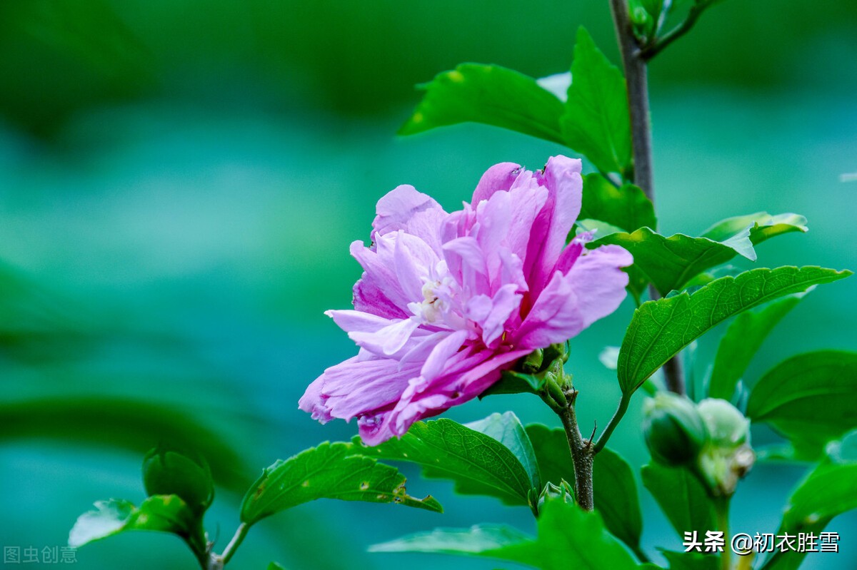 盛夏槿花，颜如舜华，朝开暮落，仙子优雅，槿花八首伴盛夏