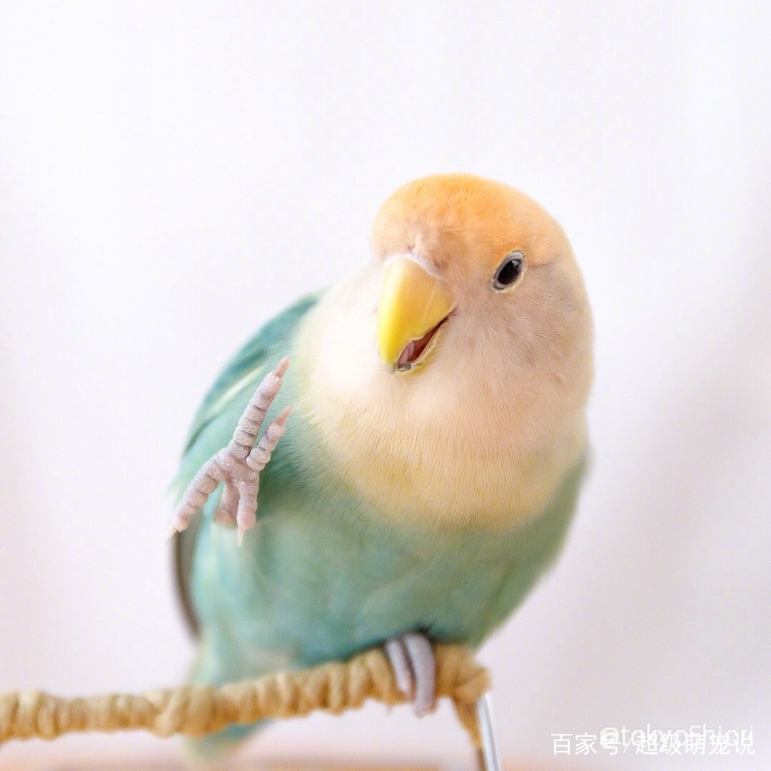 虎皮鹦鹉什么颜色最贵「已解决」-图2