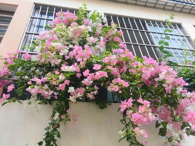 家里有院子,建议养这5种花,高级的私家花园至少养一种