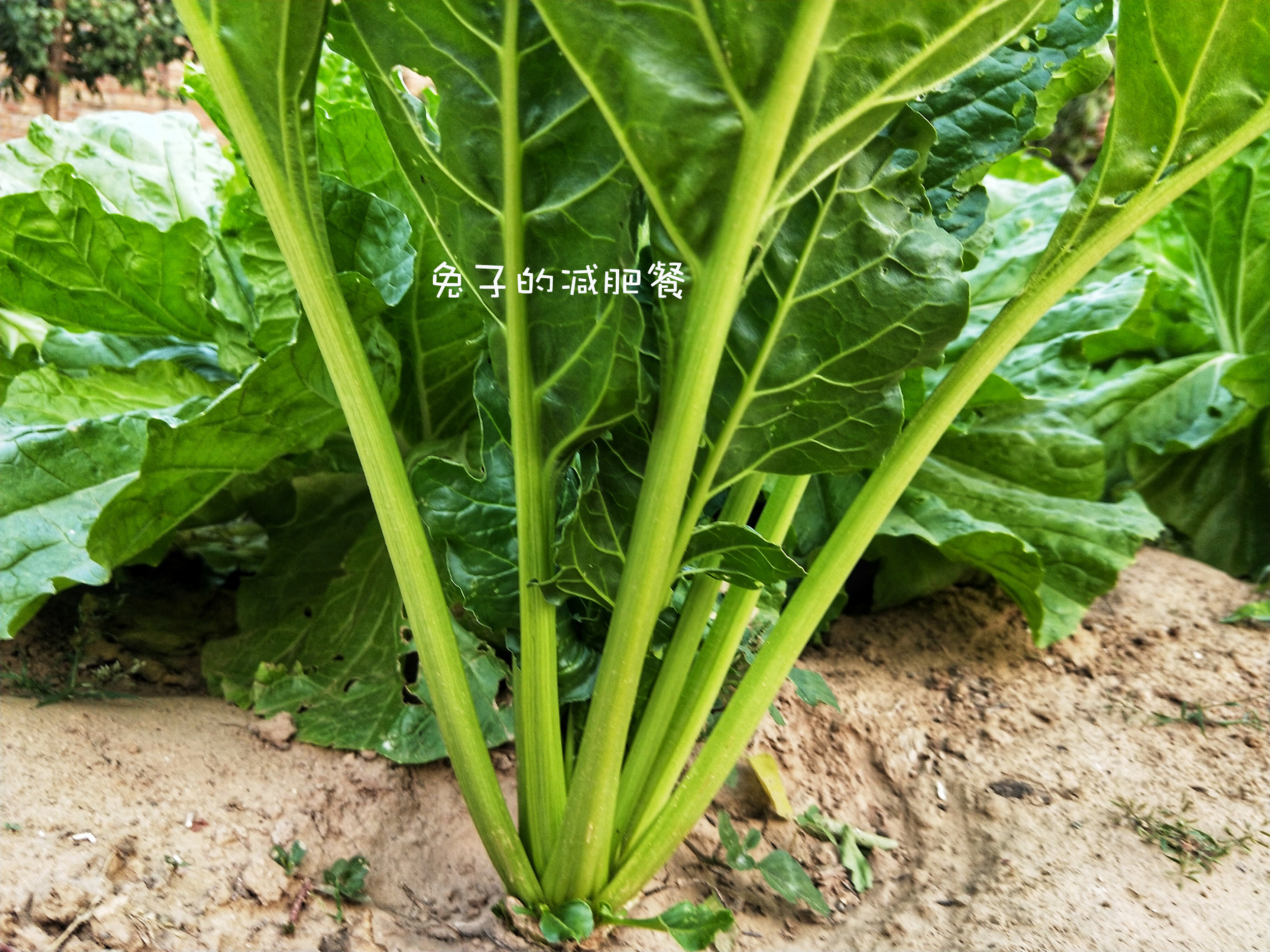 根达菜(这"蔬菜"一年吃三季,吃了会再长,北方人喜欢吃,南方人不常吃)