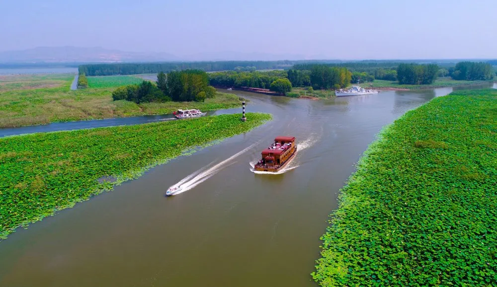 滕州微山湖红荷湿地 | 与"荷"有约,为"荷"而来——来湿地邂逅最美的荷