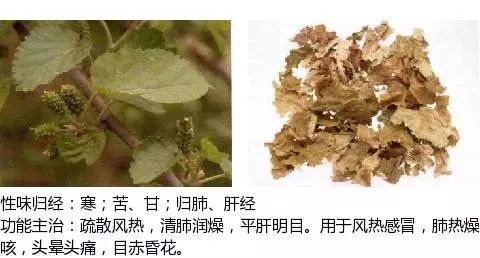 300个中草药图谱（附主治功效），知道一半就太牛了（上）