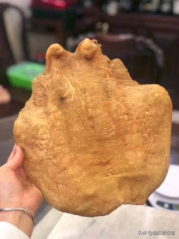 排名第二！房胶竟然比金钱鳘还稀有，原来房胶还有这些独特之处