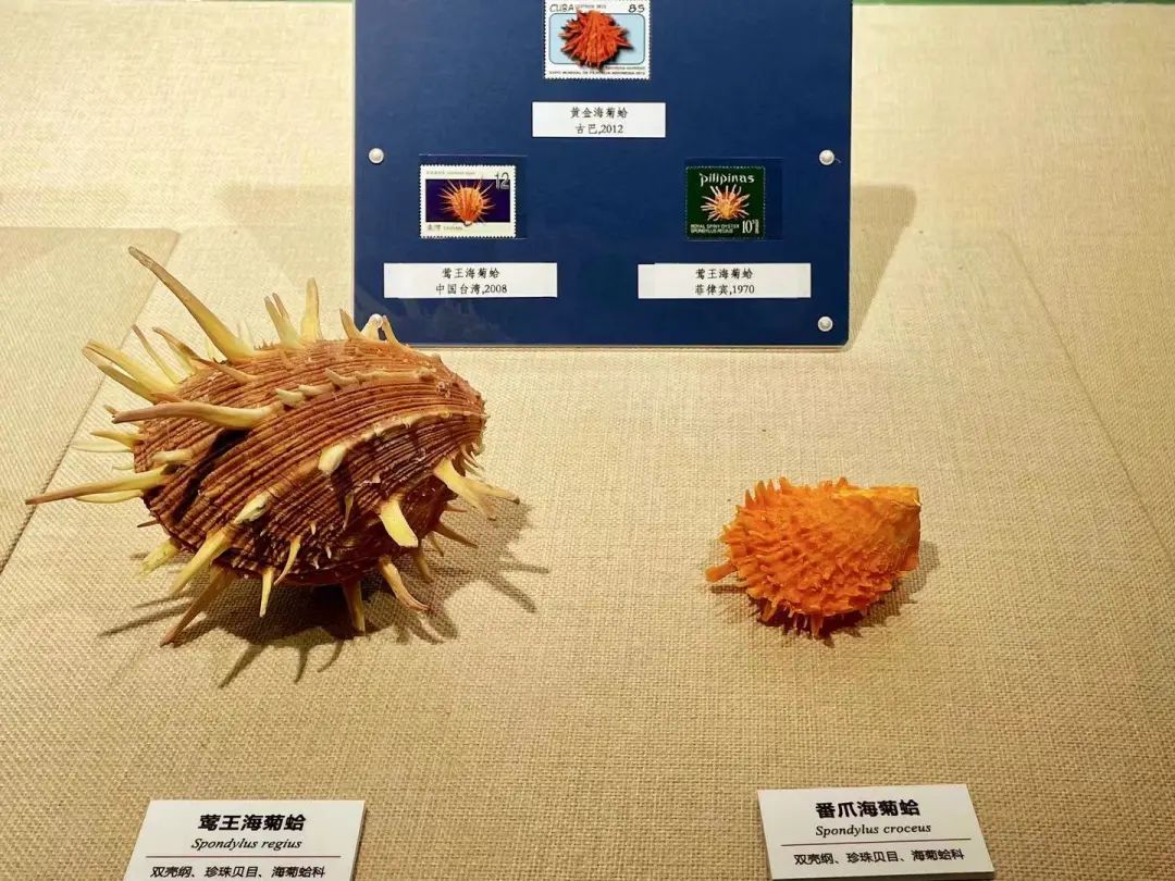 贝壳和贝壳的制造者（一）：它们的名字