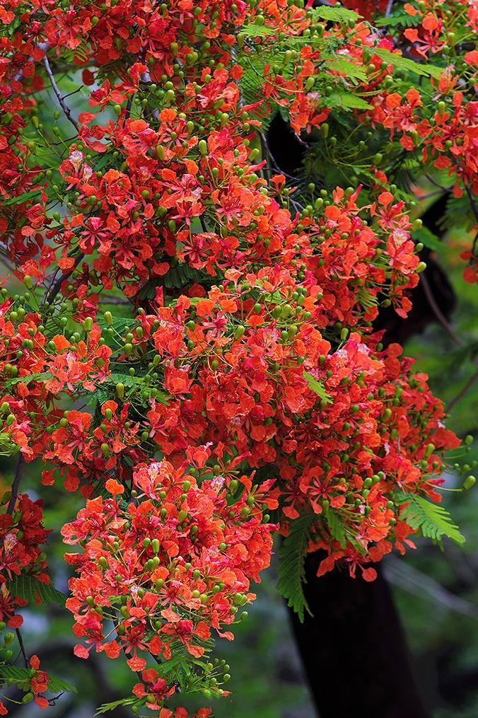 6种"红色"花,一开一大片,越热越开得疯狂