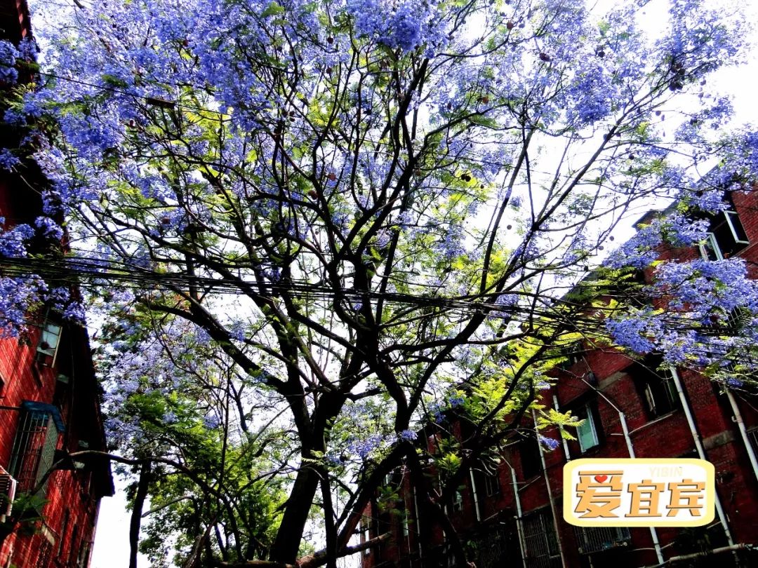 期待！宜宾职业技术学院要搬啦，拟选址南溪...