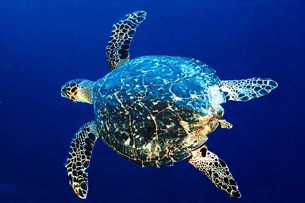 玳瑁到底是什么？