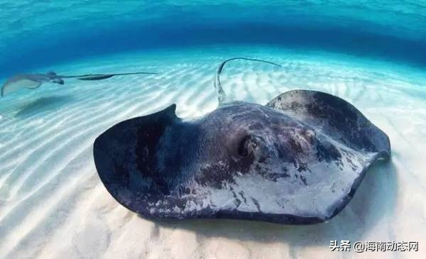 海魚圖片大全,海魚圖片大全及名稱