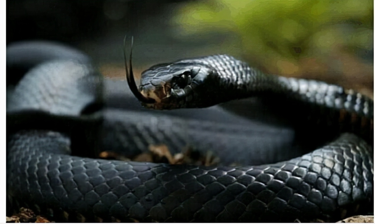 纯黑色无脊椎动物较少,大多数种类是一些棘皮动物,如海参,海胆,海蛇尾